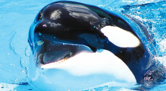 take action for orcas