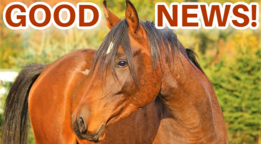 good news for horses