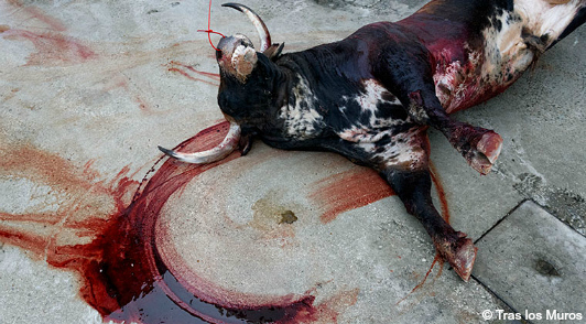 take action for bulls