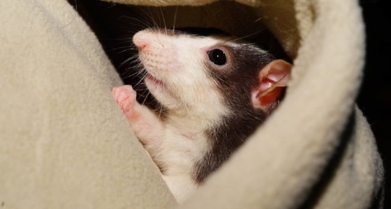 Celebrate the Year of the Rat by Getting Rats out of Laboratories