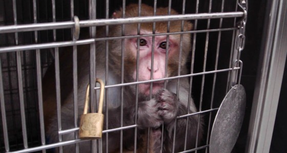 5 Ways PETA Is Helping Animals in Laboratories This Week
