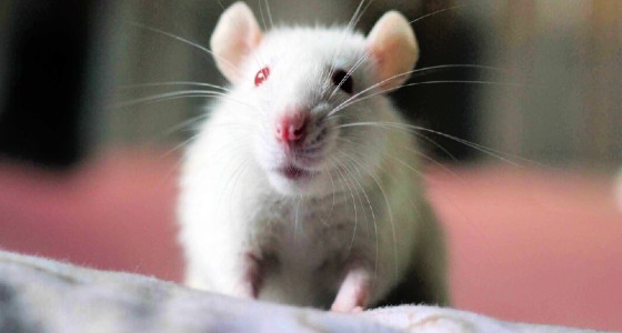 5 Ways PETA is Helping Animals in Laboratories This Week