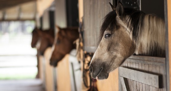 How PETA is Racing to Win for Horses