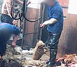 Dogs slaughtered for fur