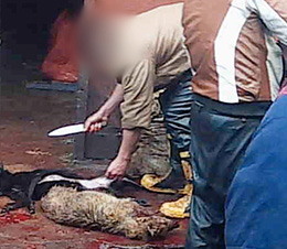 Photo of dogs being slaughtered