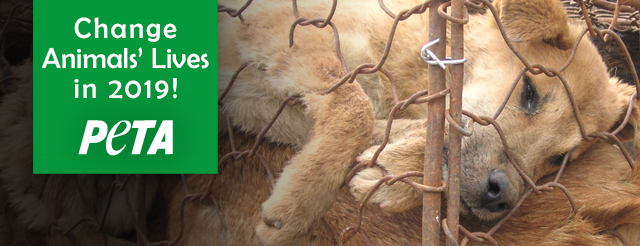 Dogs … on the killing floor for leather