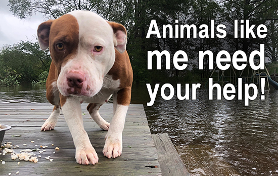 Photo of dog rescued from hurricane Florence