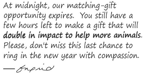 At midnight, our matching-gift opportunity expires. You still have a few hours left to make a gift that will double in impact to help more animals. Please, don't miss this last chance to ring in the new year with compassion.