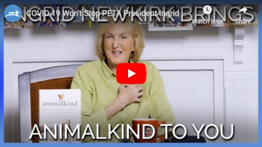 Image of Ingrid video still