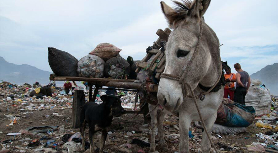 donkeys forced to haul trash