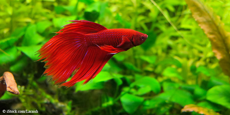 photo of betta fish surrounded by aquatic plants