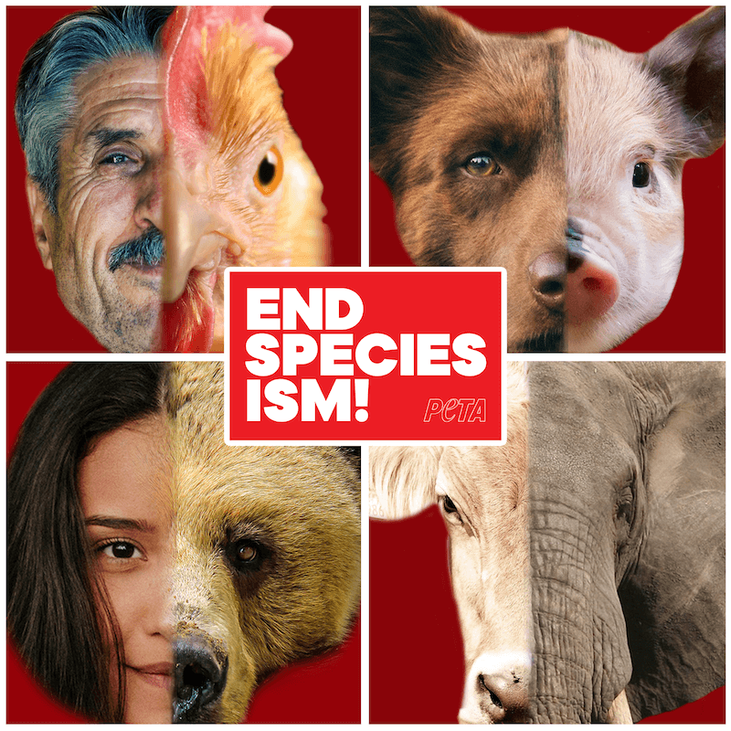 photo of collage showing animals and humans alike