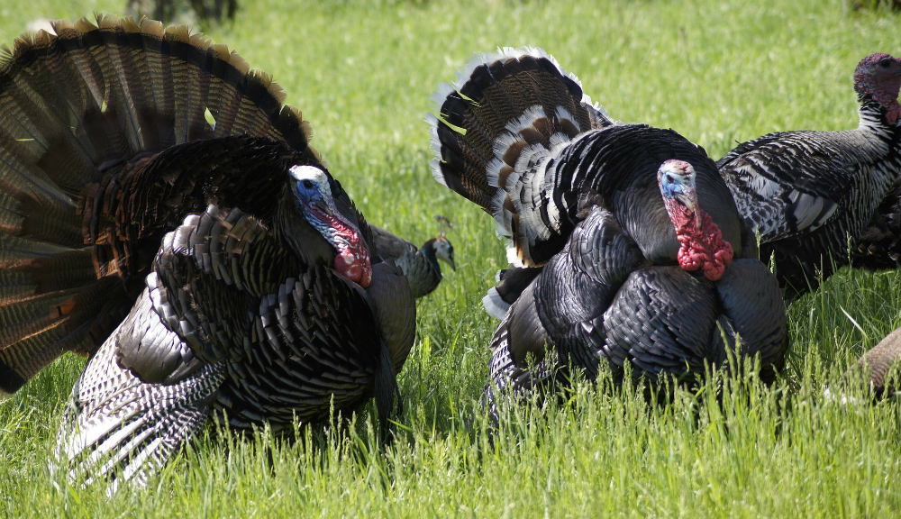 Oppose Continued Torture of Turkeys in Nightmare Arkansas Festival! PETA