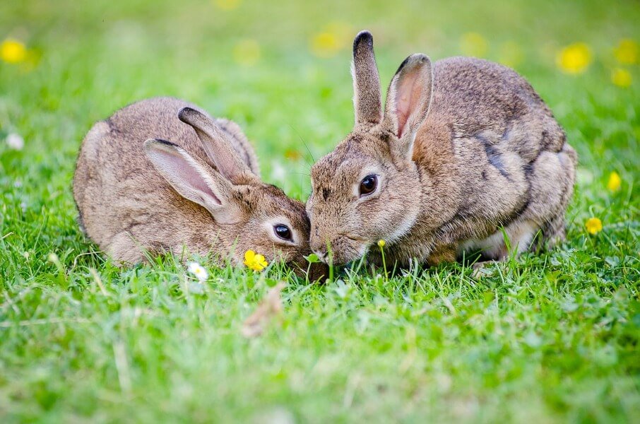 photo of rabbits in field