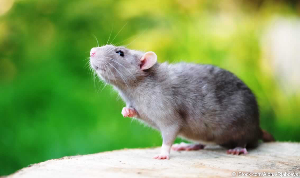 GEN cute+rat+outdoors COI JO Urge The Home Depot to Stop Selling Cruel Glue Traps