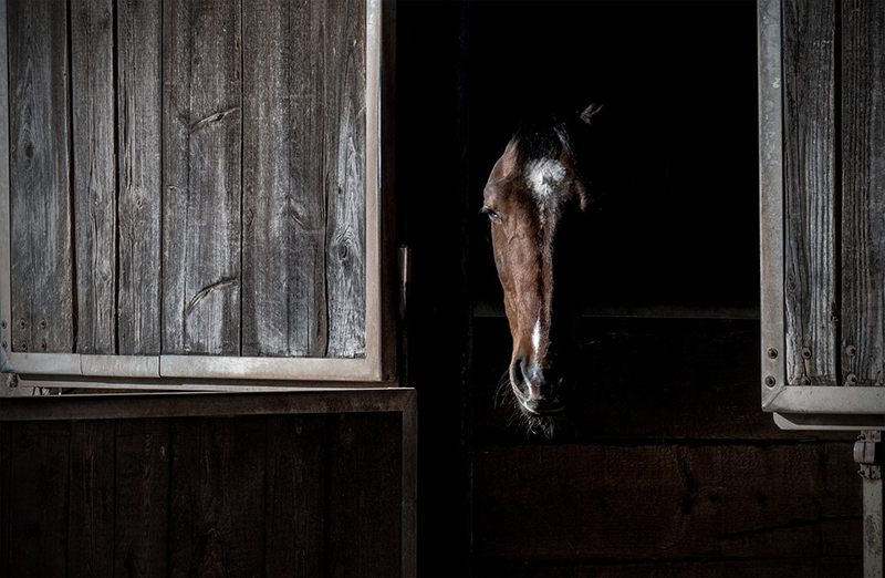 photograph: close-up of horse's face in dark stable.