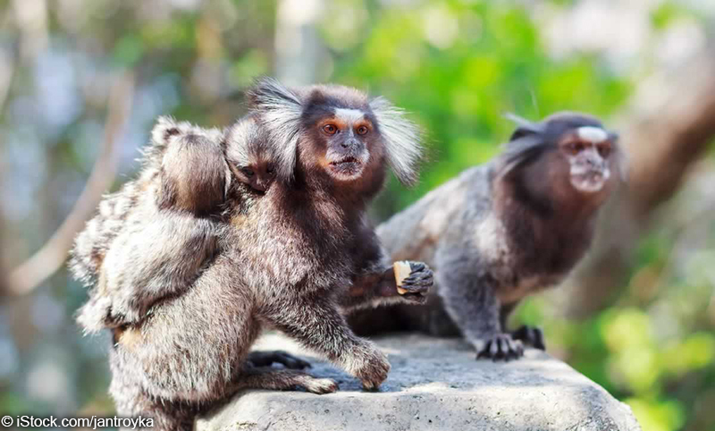 family of marmoset monkeys