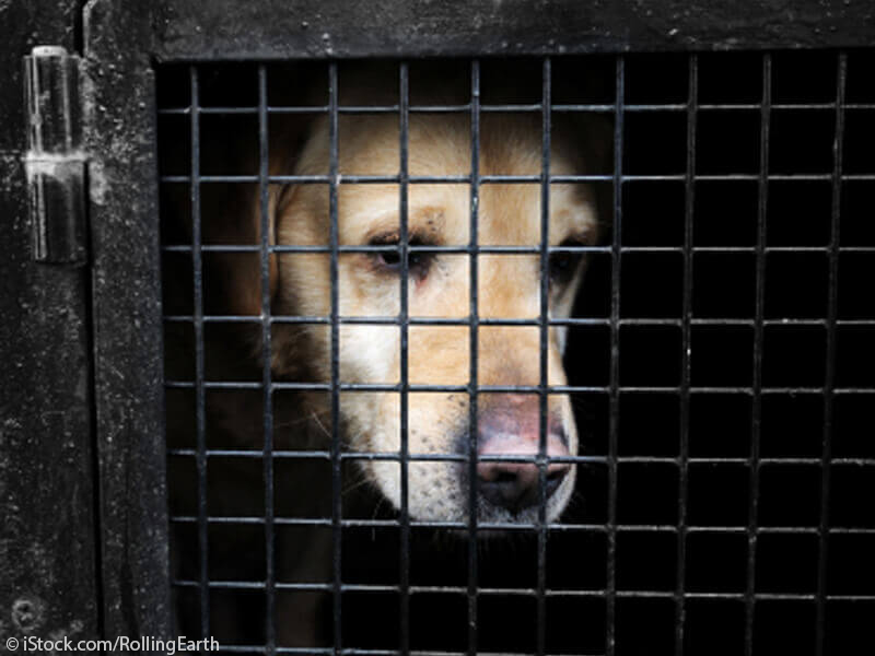 Urge Officials to Stop Gassing Animals at Green River Animal Shelter in  Wyoming | PETA