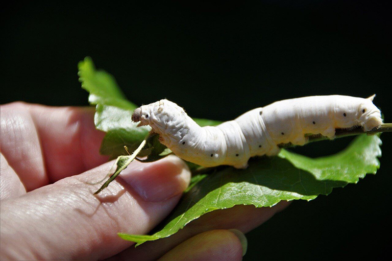 photo of silk worm on green leaf