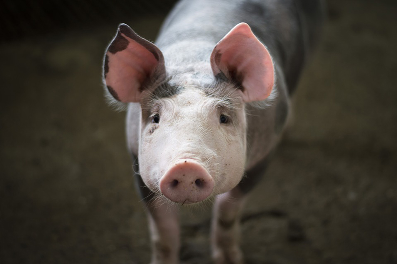 photo of pig