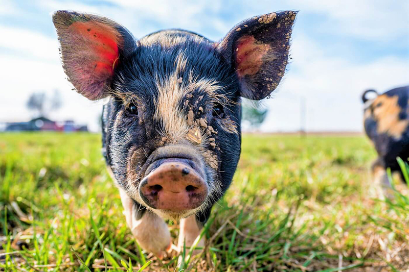 photo of sweet dirty pig on grass