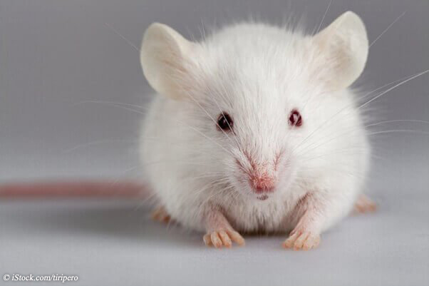 Tell Candymaker Mars Inc. to Drop Deadly Animal Tests! | PETA