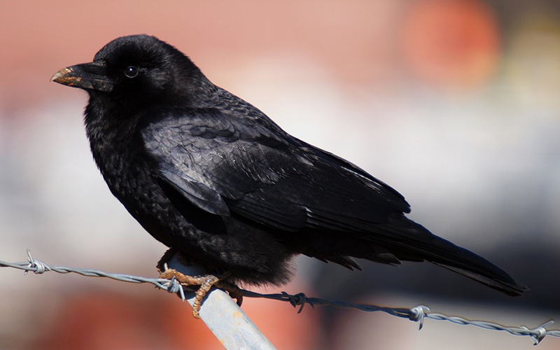beautiful crow