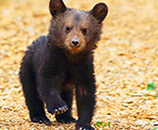 PETA Presents - Bear Cub