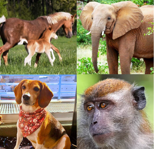 collage of animals