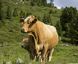 PETA Presents - Cows