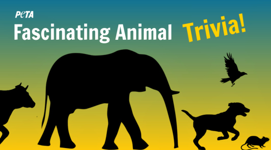 test your animal trivia