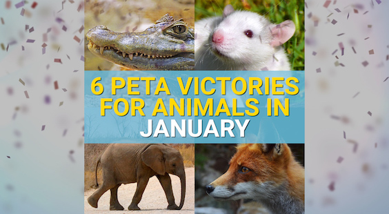 wins for animals