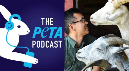 image of the peta podcast logo alongside an image of Wayne Hsiung with goats