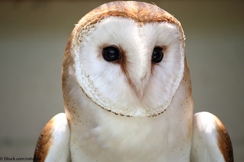 Photograph of a white and brown barn owl.