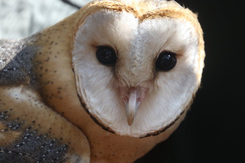 barn owl