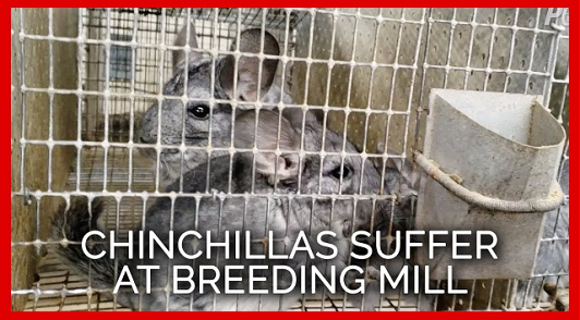 chinchillas suffer at breeding mill