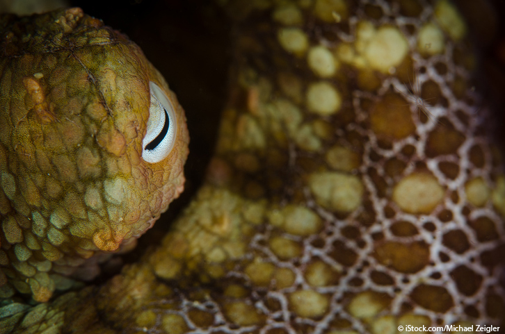 photo of beautiful octopus