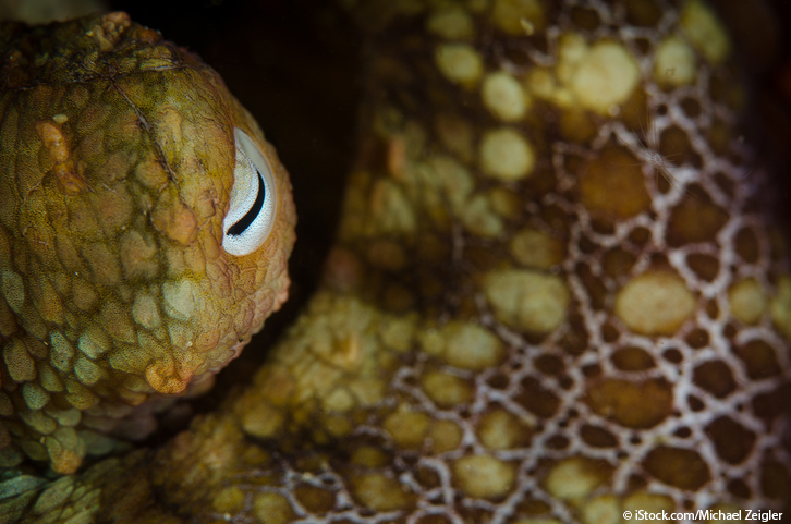 beautiful octopus photo