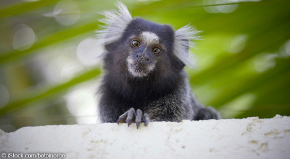 marmoset in forest