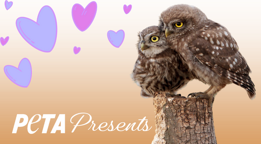 image of two owls with hearts and the words PETA Presents
