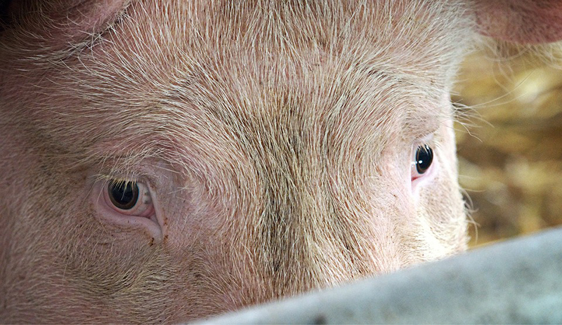 pig with sad eyes