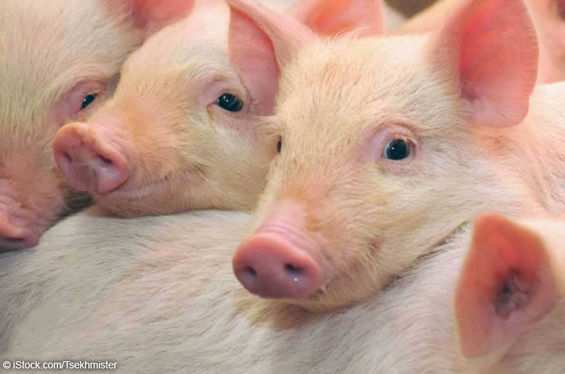 cute photo of pigs