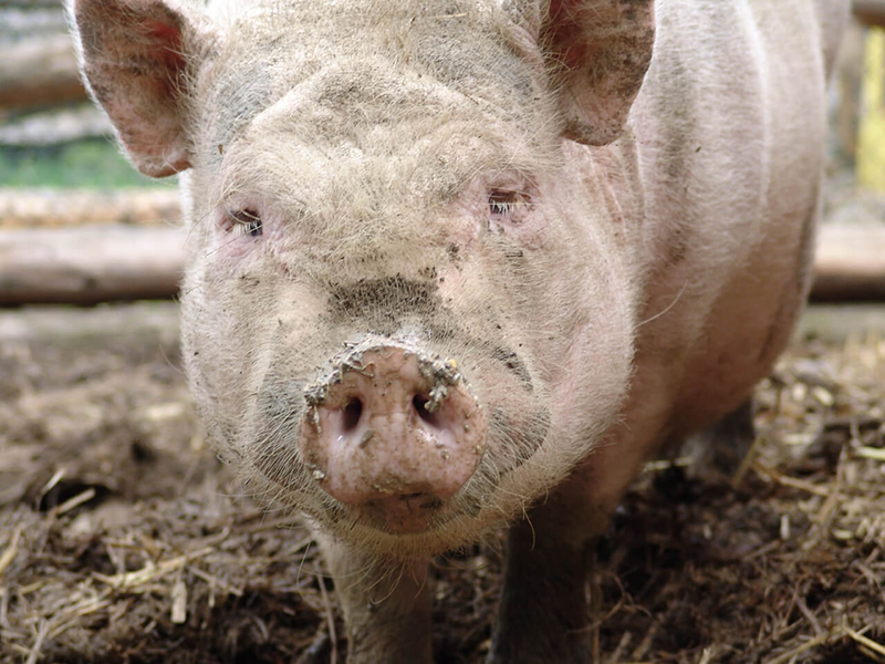 photo of pig in mud