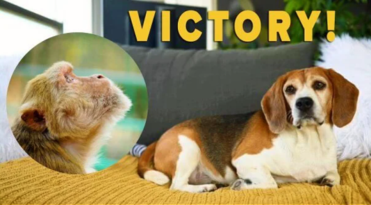 top PETA supporter victories