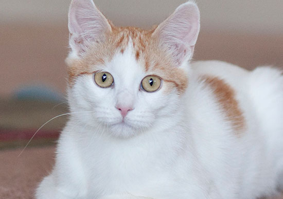 Photo of cat