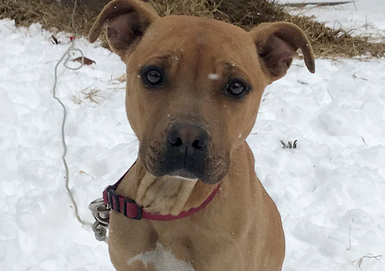 Photo of dog