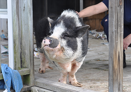 Photo of pig