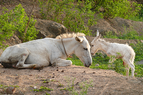 A donkey and foal