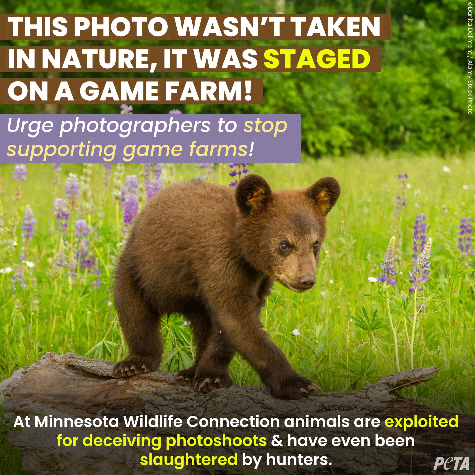 stock image of bear cub taken at wildlife farm