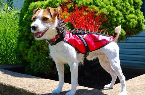 CoyoteVest